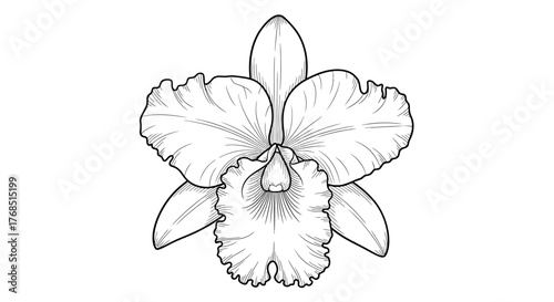 Elegant cattleya orchid botanical illustration with delicate linework and floral grace