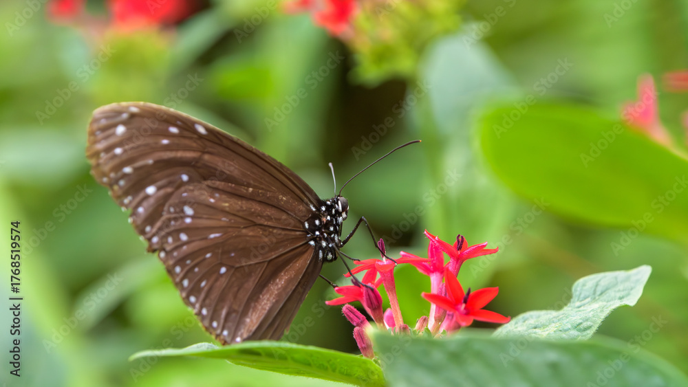 Fototapeta premium 赤い花の蜜を吸うリュウキュウムラサキの美しいチョウ