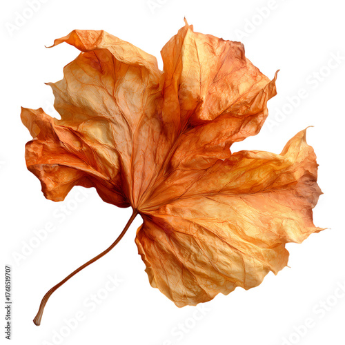 Dried up fall Autumn leaf isolated on transparent background