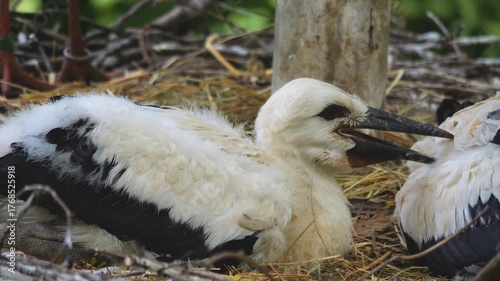 Close view of large stork chicks sitting ina nest ona sunny day moving around