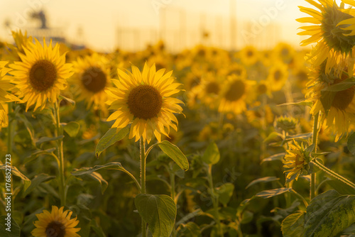 福岡-【柳川ひまわり園】