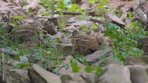 Closeup view of wild boar piglets playing around the forest ground ona cloudy spring day