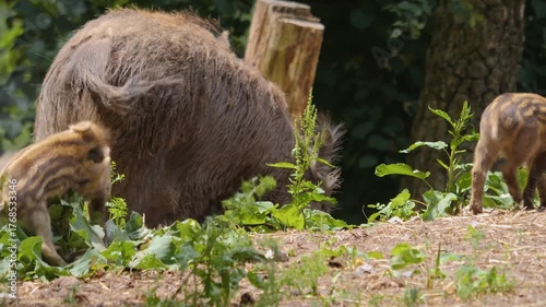 Closeup view of wild boar piglets playing around the forest ground ona cloudy spring day