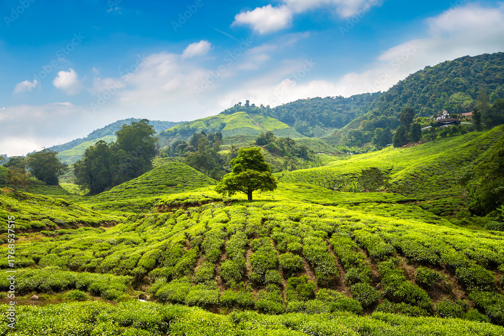 Fototapeta premium Beautiful Tea plantations