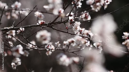 blooming cherry tree