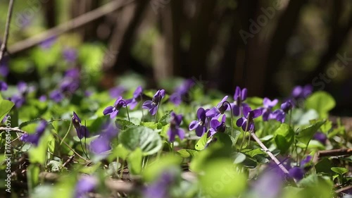 purple flowers in the garden