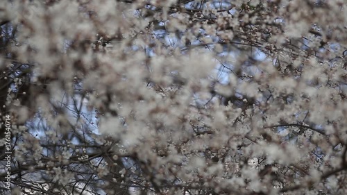 blooming cherry tree