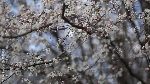 blooming cherry tree