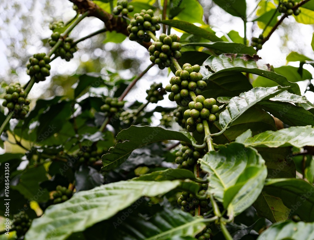 Obraz premium Green coffee bean on the coffee plant on the clear background