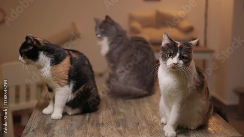 Two incredibly adorable cats are sharing a delightful moment together in a cozy indoor space