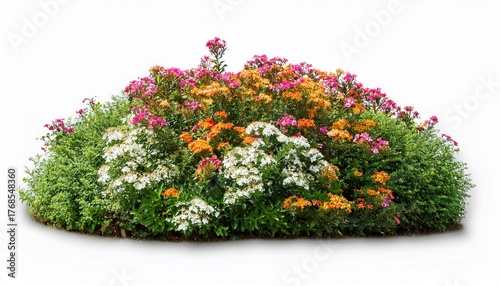 beautiful greenery and shrubbery with small colorful flowers isolated on white background