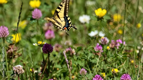 Swallowtail Butterfly Flying Over Field of Clovers