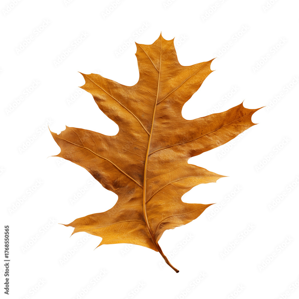 Obraz premium Single dried oak leaf with prominent veins on transparent background