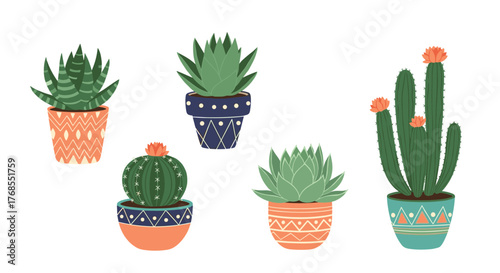 Collection of potted succulents and cacti in decorative planters against a white background.