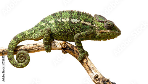  Realistic Chameleon Sitting on Branch, Isolated on Transparent Background PNG