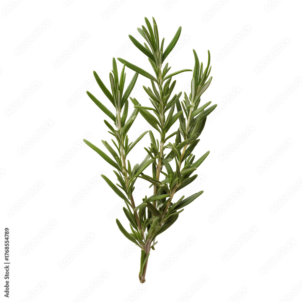 Fototapeta premium Close-up of a fresh rosemary sprig with vibrant green leaves on transparent background