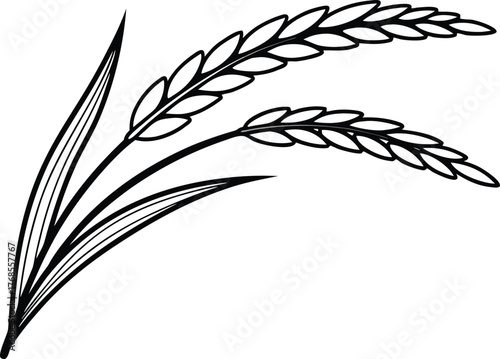 Rice and Traditional Cuisine Design. Rice Ear and Farm Harvest Concept. Natural Grain and Agriculture Theme. White Rice and Food Ingredient Design. Healthy Rice and Organic Farming Concept