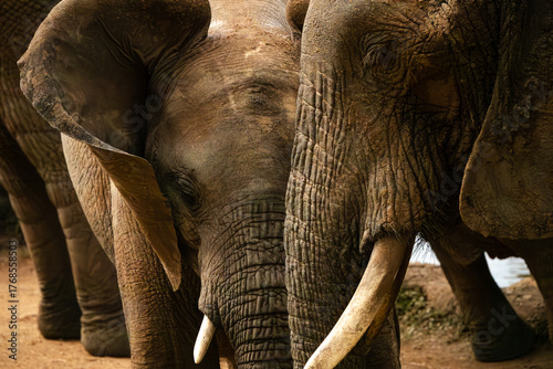 Photography safari in Africa