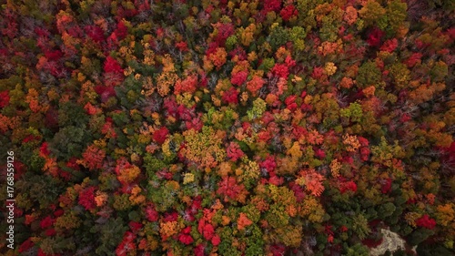 Top View Magnificent Fall Landscape With Bright Red, Orange, And Yellow Leaves In Thick Woodland Of Nova Scotia, Canada. Camera Spins And Pulls Back Revealing Forest Beauty.