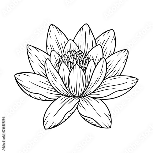 July birth flower water lily, line art vector, black and white botanical illustration, elegant floral sketch, minimalist outline drawing, hand drawn monochrome flower design, vintage aesthetic