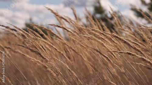 The wind is shaking dry tall grass with seeds, slow motion