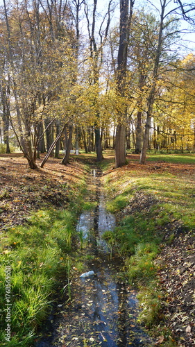 autumn in the forest
