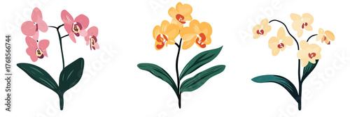 Minimalist flat vector illustration of three orchid flowers with pink, yellow, and cream petals, detailed leaves, hand drawn botanical design