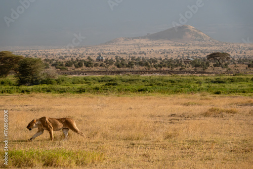 lwica w Afryce na tle sawanny i góry