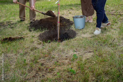 Work on planting young trees in the city park