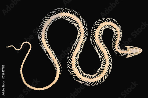 Snake skeleton isolated on black background showcasing intricate bone structure and unique form