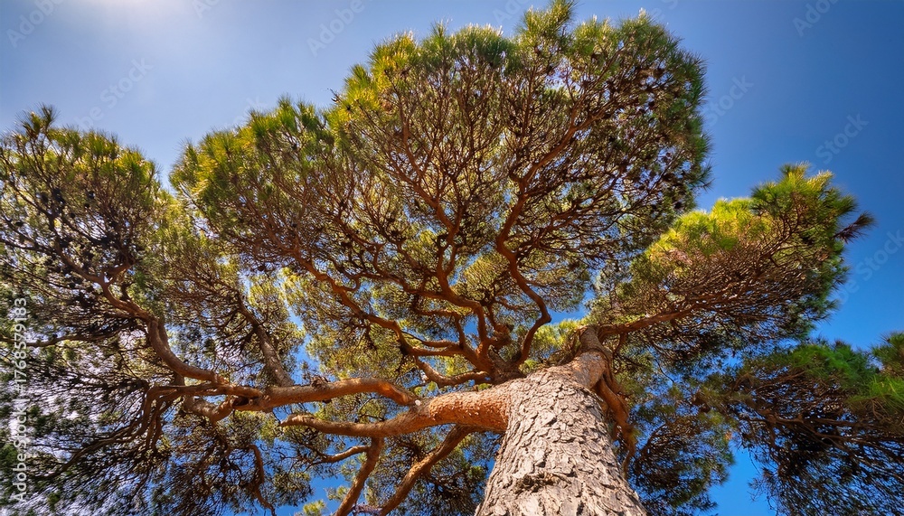 Fototapeta premium View From Below Of A Maritime Pine Tree Showcasing Its Trunk Branches And Green Needles During The Fall Season Along A Coastal Area In The Mediterranean Region