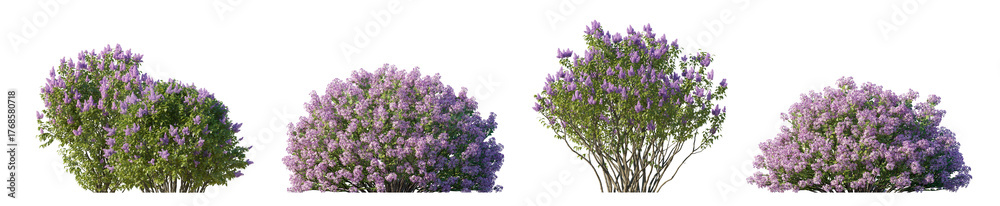 Obraz premium Purple Lilac collection: Syringa meyeri & Syringa vulgaris isolated PNG on a transparent background premium cutout 