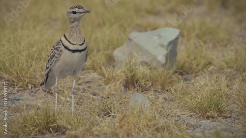 Walking bird in desert - Double-banded courser Rhinoptilus africanus also Two-banded courser bird in Glareolidae, eats mostly insects, catches its prey by quickly running, wading bird in dry grassland