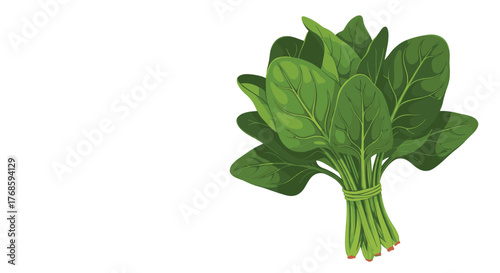 Bunch of fresh green spinach leaves tied with twine, isolated on white background.