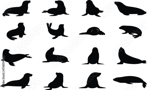 Seal silhouette, marine animal, ocean wildlife, aquatic pose, vector illustration, black graphic, nature icon, flipper motion, coastal species, sea mammalSeal silhouette, marine animal, 
