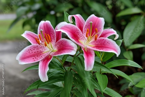 Stargazer lilies blooming in green garden during summer