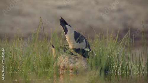 Blacksmith Lapwing or blacksmith plover - Vanellus armatus is black and white and grey bird commonly from Kenya through central Tanzania to southern and southwestern Africa, female covers its chicks.