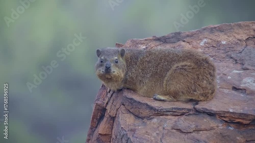 Rock Hyrax - Procavia capensis also dassie, Cape hyrax, rock rabbit and coney, medium-sized terrestrial mammal native to Africa and the Middle East, animal on the red rocks in Waterberg in Namibia