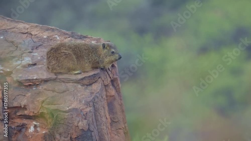 Rock Hyrax - Procavia capensis also dassie, Cape hyrax, rock rabbit and coney, medium-sized terrestrial mammal native to Africa and the Middle East, animal on the red rocks in Waterberg in Namibia