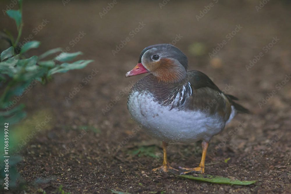 Fototapeta premium A mandarin drake Aix galericulata tropical bird staying on floor in zoo