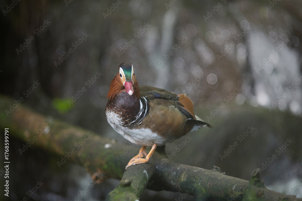 Fototapeta premium A mandarin drake Aix galericulata tropical bird sitting on wooden branch in zoo