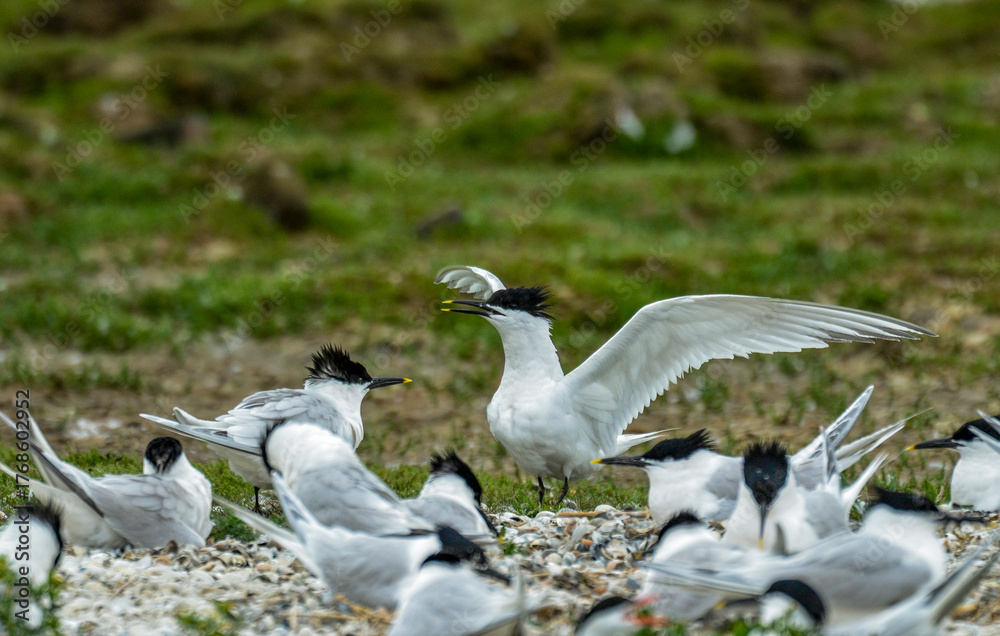 Fototapeta premium Sterne caugek, Thalasseus sandvicensis, Sandwich Tern, nid, colonie
