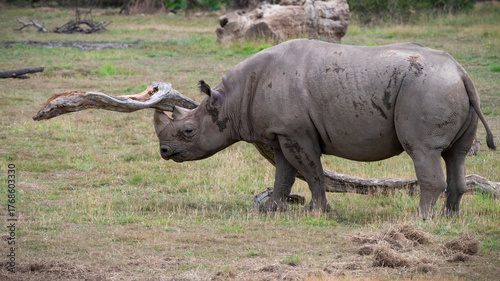 Black Rhinoceros Walking in Grass