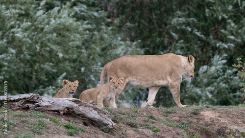 Two Lion Cubs Following Their Mother