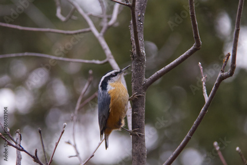 A Red-breasted Nuthatch in a Tree
