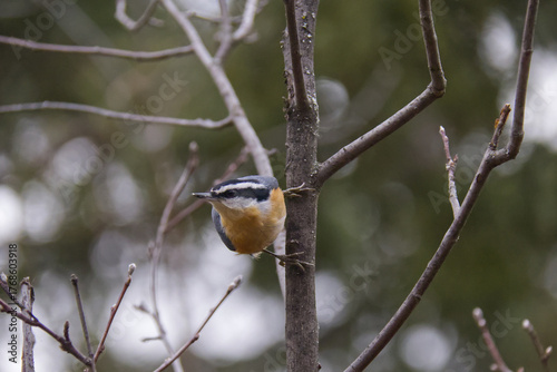 A Red-breasted Nuthatch in a Tree