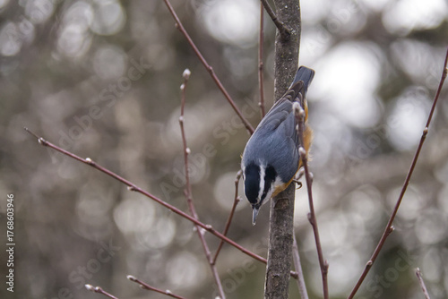 A Red-breasted Nuthatch in a Tree