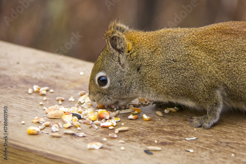 A Red Squirrel having Lunch