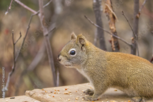 A Red Squirrel having Lunch