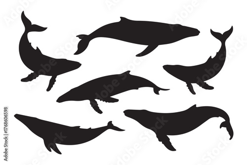 black whale silhouettes set with baleen and fluke detail vector illustration